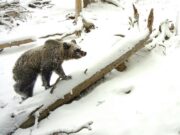 Медведи массово выходят из спячки в Алтайском заповеднике Медведи массово выходят из спячки в Алтайском заповеднике