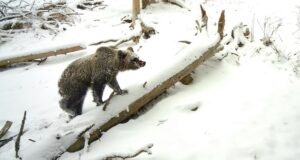 Медведи массово выходят из спячки в Алтайском заповеднике Медведи массово выходят из спячки в Алтайском заповеднике