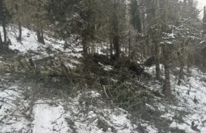 За три месяца на Алтае выявили 35 незаконных рубок деревьев
