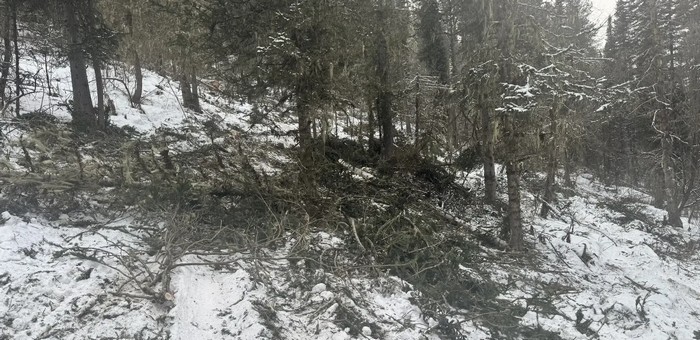 За три месяца на Алтае выявили 35 незаконных рубок деревьев