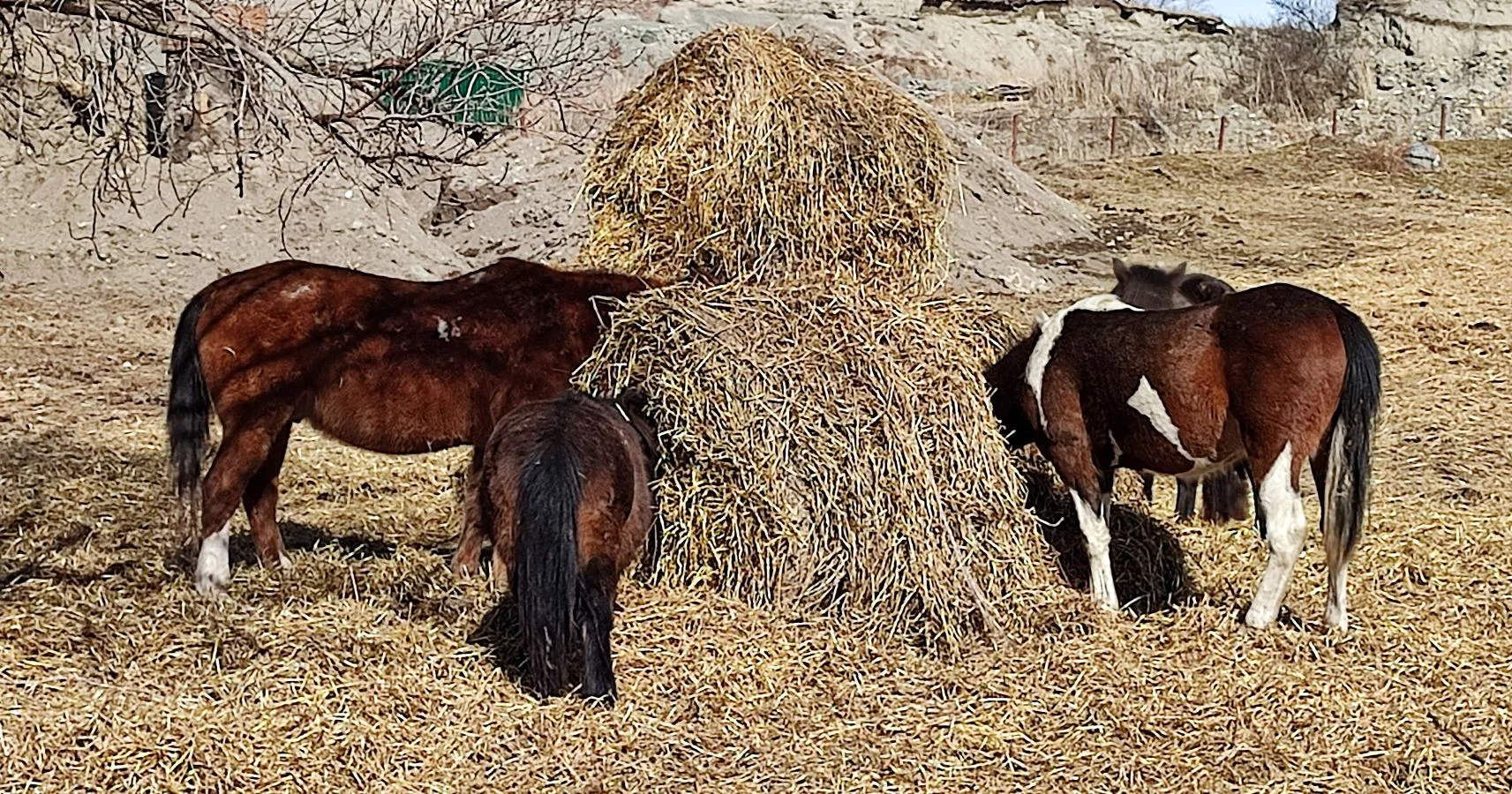 c98cd771 8d57 4392 8014 d5ac8bd7a79e