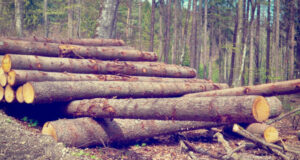 Турчак поручил проверить ситуацию с вырубкой леса в Турочакском районе