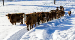 На Алтае поэтапно снимают ограничения, связанные с пастереллёзом