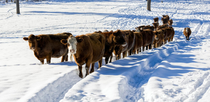 На Алтае поэтапно снимают ограничения, связанные с пастереллёзом