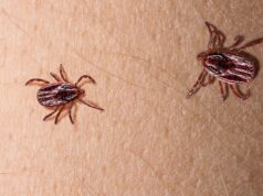 Сезон клещей. Как обезопасить себя и близких на даче и природе