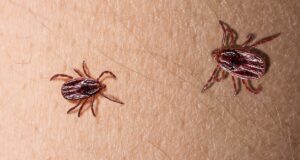 Сезон клещей. Как обезопасить себя и близких на даче и природе