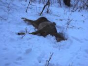 Двое мужчин, застреливших косулю, не смогли добиться оправдания