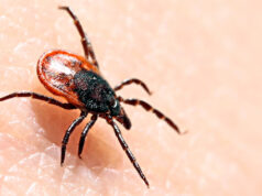 Клещи атакуют: 139 укушенных, шесть заболевших