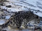 Снежного барса с куцым хвостом обнаружили на Алтае Снежного барса с куцым хвостом обнаружили на Алтае