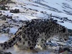 Снежного барса с куцым хвостом обнаружили на Алтае