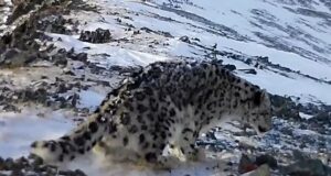 Снежного барса с куцым хвостом обнаружили на Алтае