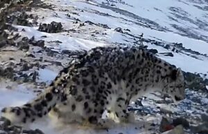 Снежного барса с куцым хвостом обнаружили на Алтае
