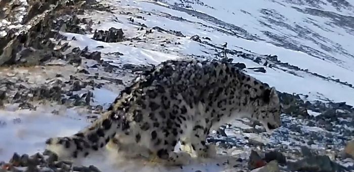 Снежного барса с куцым хвостом обнаружили на Алтае