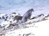 В Сайлюгемском нацпарке засняли запорошенного снегом ирбиса В Сайлюгемском нацпарке засняли запорошенного снегом ирбиса