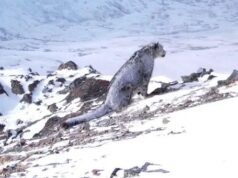 В Сайлюгемском нацпарке засняли запорошенного снегом ирбиса