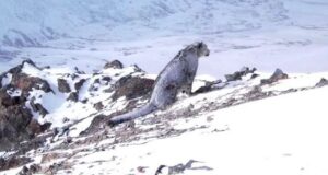 В Сайлюгемском нацпарке засняли запорошенного снегом ирбиса