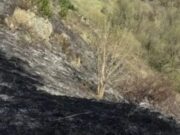 Почти 20 лесных пожаров произошло в Республике Алтай с начала года