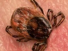 Клещевым энцефалитом на Алтае заболели 23 человека