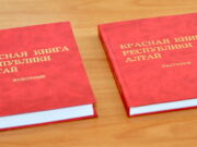 Новую Красную книгу издадут на Алтае Новую Красную книгу издадут на Алтае