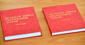Новую Красную книгу издадут на Алтае Новую Красную книгу издадут на Алтае