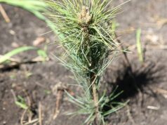 Республика Алтай примет участие в международной акции «Сад памяти»