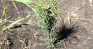 Республика Алтай примет участие в международной акции «Сад памяти»