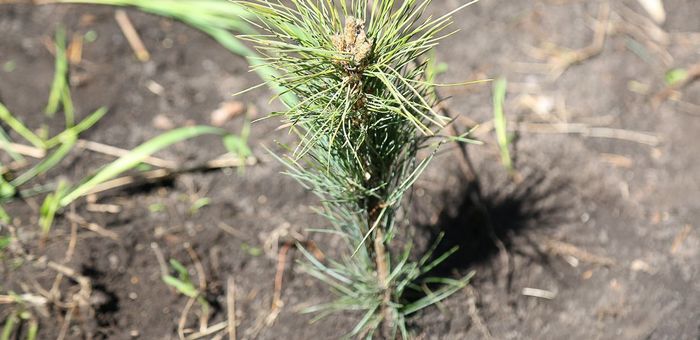 Республика Алтай примет участие в международной акции «Сад памяти»