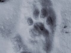 Завершается ежегодный учет снежного барса на границе с Монголией