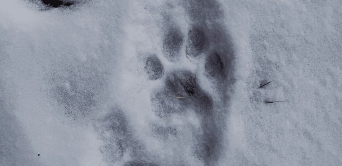 Завершается ежегодный учет снежного барса на границе с Монголией