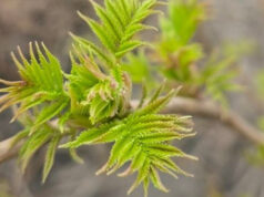 Постепенное потепление идет на Алтай