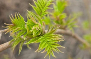 Постепенное потепление идет на Алтай