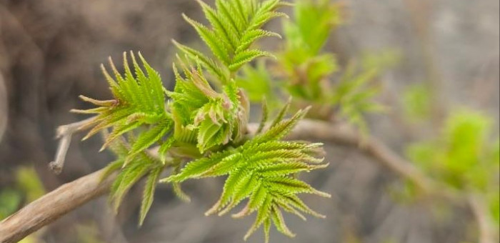 Постепенное потепление идет на Алтай