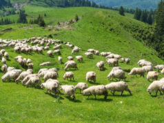 Учёт и вакцинация скота - в центре внимания