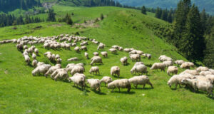 Учёт и вакцинация скота - в центре внимания