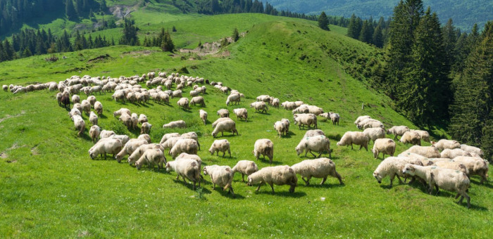 Учёт и вакцинация скота — в центре внимания