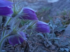 Осадки и похолодание ожидаются в Республике Алтай