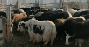 Ящур подкрался к границам Сибири со стороны Китая