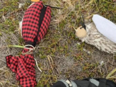 Уроженцу Республики Алтай вынесен приговор на Камчатке за незаконную добычу кречетов