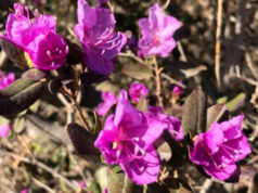 Чемал стал самым популярным местом бронирования в России на майские праздники