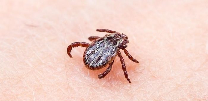 На Алтае растет число пострадавших от укусов клещей