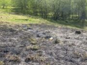 В Горно-Алтайске произошел пожар на тропе здоровья