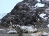У необычного снежного барса с коротким хвостом появилось имя У необычного снежного барса с коротким хвостом появилось имя