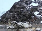 У необычного снежного барса с коротким хвостом появилось имя