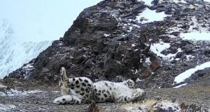 У необычного снежного барса с коротким хвостом появилось имя