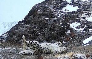 У необычного снежного барса с коротким хвостом появилось имя