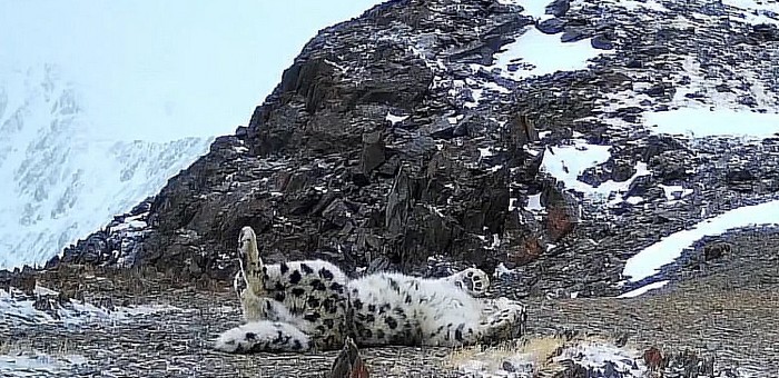 У необычного снежного барса с коротким хвостом появилось имя