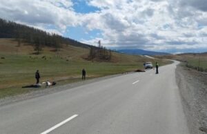 Байкер из Кузбасса насмерть сбил лошадь на Алтае