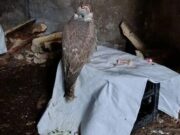 Трое иностранцев предстанут перед судом за контрабанду краснокнижных соколов-балобанов