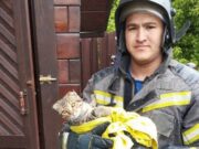 В Майме пожарные спасли кошку из выгребной ямы