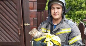 В Майме пожарные спасли кошку из выгребной ямы